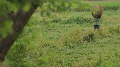 Granjero-No-Identificado-Llevando-Palitos-De-Arroz-Encima-De-Su-Cabeza-Y-Pasando-Por-El-Campo-De-Arroz---Estilo-De-Vida-Rural-De-Bangladesh---Vida-De-Aldea