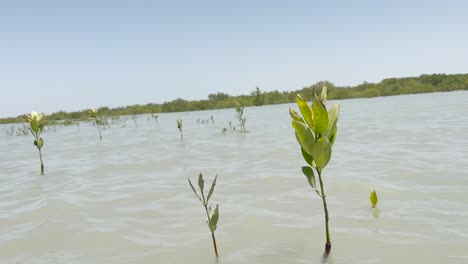 Static-shot-of-mangrove-crop-field-in-Balochistan