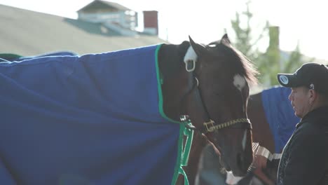 Kentucky-Derby-Horse-Getting-Sponge-Bath-At-Churchill-Downs-by-trainer