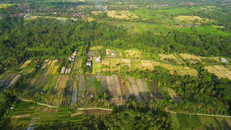 Drone-Birds-Eye-shot-of-exotic-rice-fields-in-different-colors-during-sunset-time---Ubud,-Bali---Aerial-establishing-shot