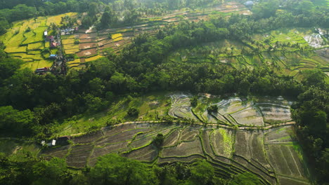 Aerial-top-down-shot-of-idyllic-rive-field-plantation-on-slope-in-Ubud-on-Bali-during-golden-hour