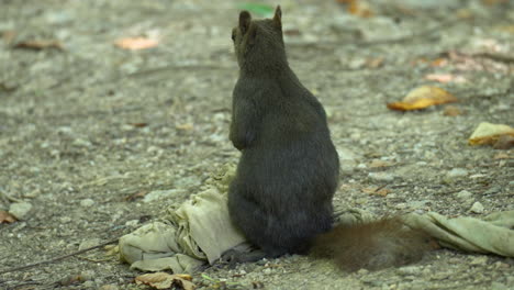 Eurasian-Red-Squirrel-Sitting-on-Hind-Legs-on-Ground,-Alerted-Run-Away