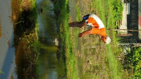 Vertikale-Zeitlupenaufnahme-Eines-Balinesischen-Bauern-Oder-Feldarbeiters-Auf-Einer-Kokosnuss--Und-Reisplantage-Auf-Bali,-Indonesien-Während-Der-Arbeit
