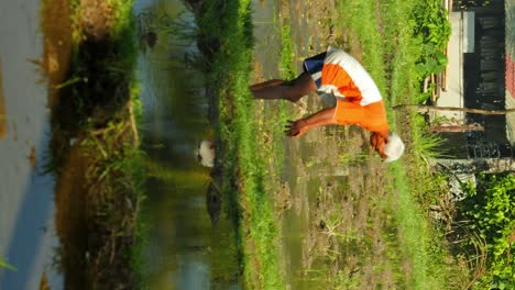 Toma-Vertical-En-Cámara-Lenta-De-Un-Agricultor-Balinés-O-Trabajador-De-Campo-En-Una-Plantación-De-Cocos-Y-Una-Plantación-De-Arroz-En-Bali,-Indonesia-Durante-El-Trabajo.