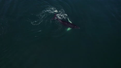 Babywal-Spielt-Ozean-Costa-Rica-Drohnenantenne