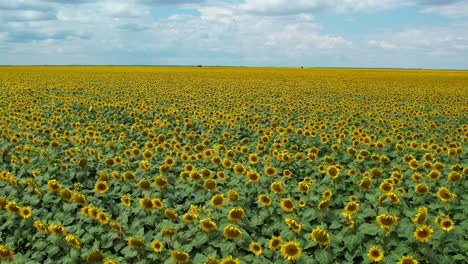 Aerial-View-Of-A-Sunflower-Plantation-With-Yellow-Big-Flowers,-Green-Leaves-And-Blue-Sky-With-Thick-White-Clouds-In-The-Background,-Slow-Motion