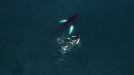 Costa-Rica-Mutter-Und-Babywal-Beobachten-Drohnenantenne