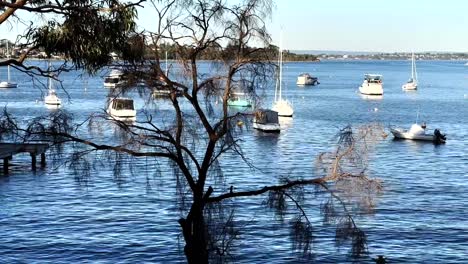 Looking-through-branches-of-boats-and-yachts-on-Swan-River-at-Peppermint-Grove,-Perth,-Western-Australia