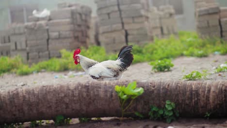 close-up-of-live-rooster-walking-freely-behind-a-cut-down-tree-at-a-countryside-farm