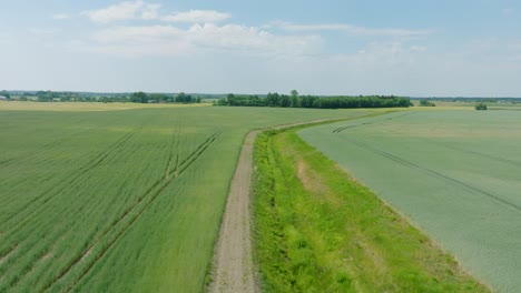 Aerial-establishing-view-of-ripening-grain-field,-organic-farming,-countryside-landscape,-production-of-food-and-biomass-for-sustainable-management,-sunny-summer-day,-low-drone-shot-moving-forward