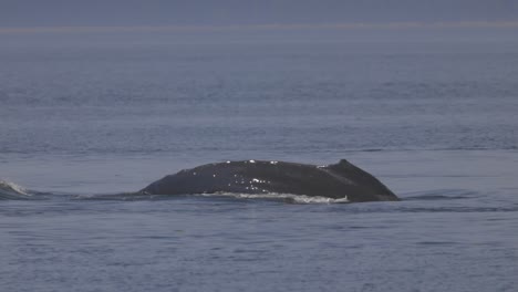 Nahaufnahme-Eines-Buckelwals,-Der-Unter-Wasser-Taucht