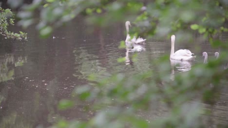 A-beautiful-family-of-swans-and-their-six-cygnets-swim-in-a-pond