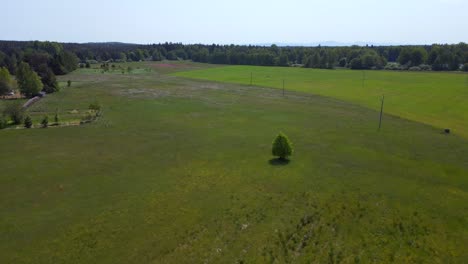 Tree-alone-in-pasture-meadow-Breathtaking-aerial-top-view-flight-Summer-field-at-village-Chlum,-Czech-Republic-2023