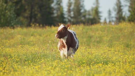 Cow-Standing-In-Field-In-Indre-Fosen,-Norway---wide