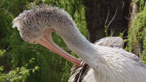 Spot-Billed-Pelican-scratches-body-with-beak,-Close-up-shot