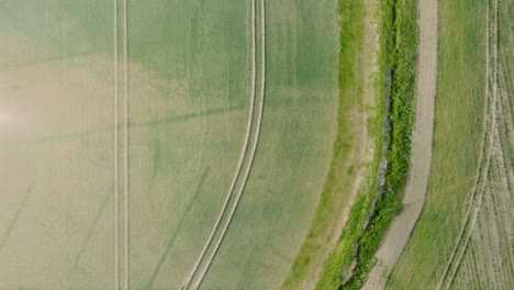 Aerial-birdseye-view-of-ripening-grain-field,-organic-farming,-countryside-landscape,-production-of-food-and-biomass-for-sustainable-management,-sunny-summer-day,-wide-drone-shot-moving-forward