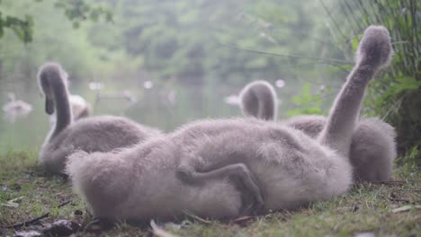 Four-grey-Cygnets-cleaning-themselves-before-heading-into-pond-water