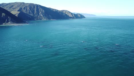 Orbiting-around-some-submerged-rocks-off-the-Wellington-South-Coast,-New-Zealand