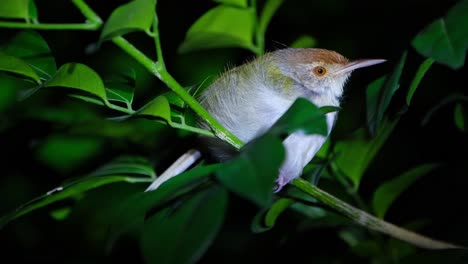 Closing-its-eye-then-opens-it-while-roosting-on-a-small-branch,-Common-Tailorbird-Orthotomus-sutorius,-Thailand