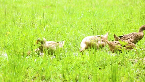 Rouen-clair-duck-,-native-to-India-strolling-over-grass-field-eating,-drinking-and-flapping-their-wings