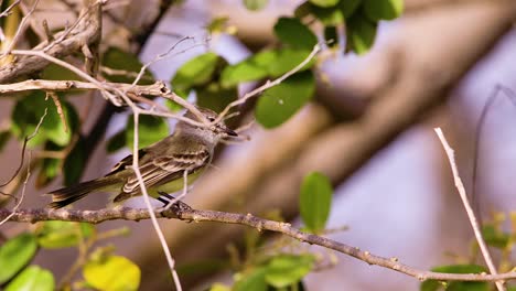 Baby-tropical-mockingbird-sitting-on-tree-branch-during-windy-day