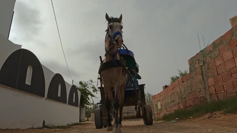 Reverse-tracking-view-of-harnessed-horse-pulling-carriage-with-tourists-for-tour-in-Tunisia