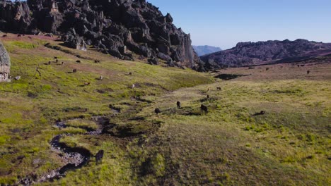 Rebaño-De-Vacas-Pastando-En-Tierras-Verdes-En-La-Gran-Cueva-De-Huaraz,-Perú