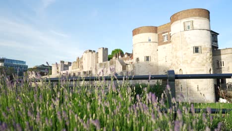 Byward-Tower,-Tower-of-London,-King-Henry-III,-London-city-landmark-bird-flying-by-Capital-of-United-Kingom,-UK,-bright-sunny-spring-summer-weather,-clean-green-grass,-sight,-tourist-famous-highlight