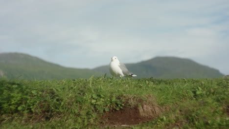Beautiful-Close-Up-of-a-Sea-Gull-Sitting-in-the-Grass-with-a-Background-of-a-Norwegian-Fjord-in-Troms?