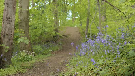 Forest-path-with-bluebell-flowers-in-foreground