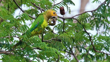 4k-beautiful-Brown-Throated-Parakeet-perched-on-a-tree,-feeding