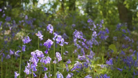 Beautiful-bluebell-meadow-in-springtime