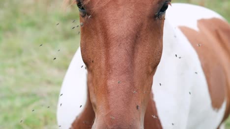 Portrait-of-Horse-Struggling-with-Pesky-Flies