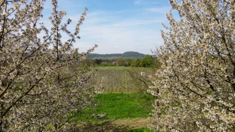 Flying-a-drone-through-apple-trees-with-blossom-in-Maastricht,-The-Netherlands