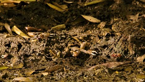 Group-of-small-mangrove-crabs-with-big-claws-on-muddy-ground-during-golden-hour