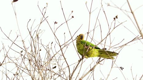 4k-brown-throated-parakeet-sitting-on-tree-branch-during-golden-hour