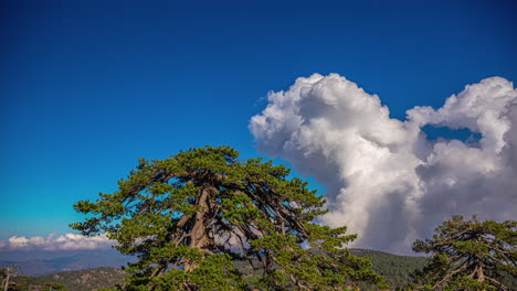 Mountain-tree-and-formation-of-white-fluffy-clouds-above,-time-lapse-view
