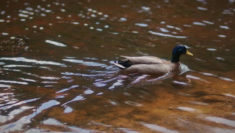 mallard-duck-swimming-in-lake-lagoa-azul-in-sintra-lisbon