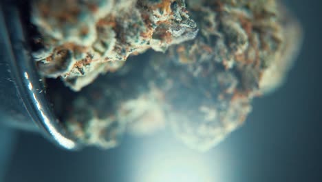 A-vertical-macro-cinematic-detailed-shot-of-a-cannabis-plant,-hybrid-orange-strains,-green-leaf-Indica-,marijuana-flower,-on-a-360-rotating-stand,-Full-HD,-super-slow-motion,-120-fps,-studio-lighting