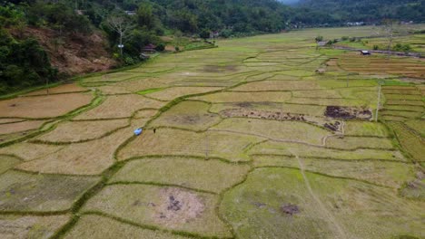 Fliegen-Sie-über-Reisfelder-In-Vietnam,-Asien