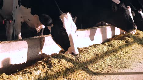 Algunas-Imagenes-De-Vacas-Comiendo-En-El-Granero