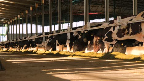 Distant-footage-of-cows-eating-in-the-barn-in-sunlight