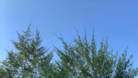 Green-spruce-leaves-swaying-in-the-wind-against-blue-sky-with-copyspace