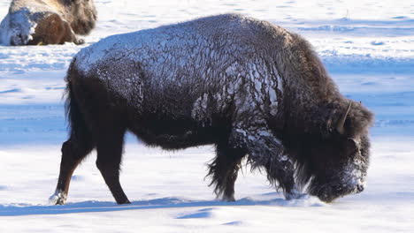 Cinematic-stunning-extreme-cold-Yellowstone-huge-wild-buffalo-walking-in-fresh-snow-reserve-park-Evergreen-Genesse-Colorado-Rocky-Mountains-breathing-freezing-ice-winter-morning-fresh-snow-follow-pan