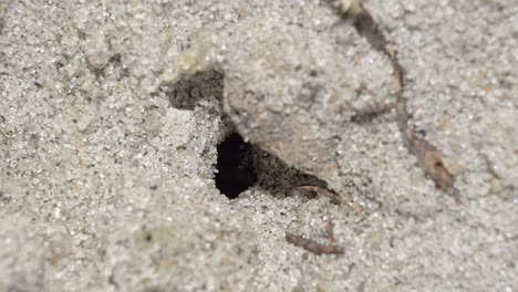 Close-up-macro-slow-motion-shot-of-a-small-ant-hill-hole-in-the-sand-of-a-small-garden-in-Brazil-with-black-worker-ants-walking-around-and-collecting-food-and-supplies-on-a-warm-sunny-summer-day