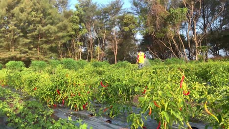 Indonesia---Jul-9,-2023-:-Asian-worker-is-watering-the-chili-fields-in-the-afternoon