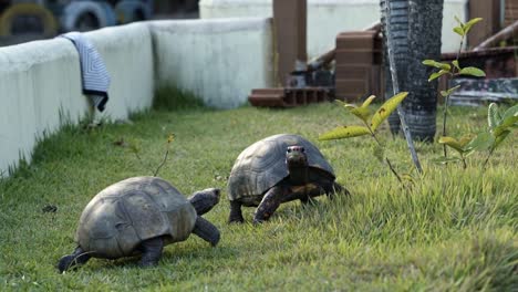 Two-small-tortoise-turtles-walking-in-a-small-grass-enclosure-in-slow-motion-in-the-tropical-state-of-Rio-Grande-do-Norte-in-Northeastern-Brazil-near-Natal-on-a-warm-overcast-summer-day