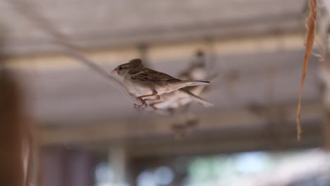 Wide-scene-showing-many-sparrows-perched-on-a-wire,-world-sparrow-day,-save-sparrow-birds