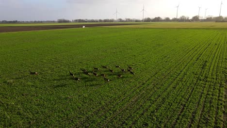 Drone-shot-of-a-group-of-wild-deer-running-in-a-meadow-in-Drenthe,-The-Netherlands