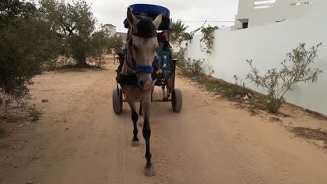 Portrait-view-of-harnessed-horse-pulling-carriage-with-tourists-for-tour-in-Tunisia-and-stop